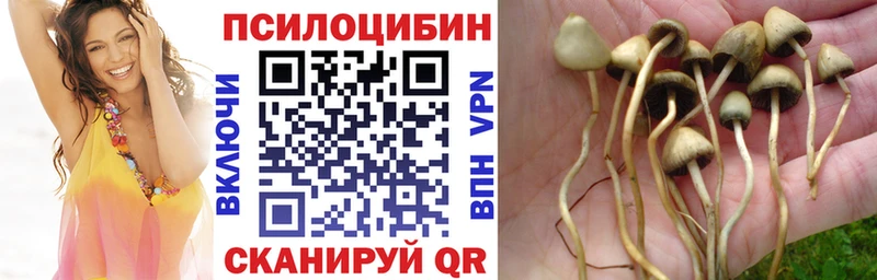 Псилоцибиновые грибы Psilocybe  darknet наркотические препараты  Подольск 